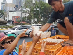 Peternak Bagi-bagi Ayam di Jakpus, Ternyata…