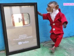 Monyet Peliharaan Didin Jadi Sorotan Usai Sukses Raih Silver Play Button dari YouTube