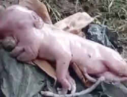 Wah, Viral Anak Babi di NTT Mirip Manusia, Ini Penjelasan Ilmiahnya