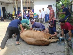 BRI Lamongan Sembelih 2 Ekor Sapi dan 6 Ekor Kambing