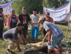 Baznas Kabupaten Lamongan Sembelih 90 Ekor Hewan Kurban