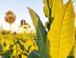 Bea Cukai dan Pengusaha Rokok Lokal ‘Juru Selamat’ Petani Tembakau