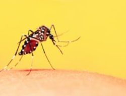 Kasus DBD Menurun, Dinkes Sumenep Minta Masyarakat Tetap Waspada