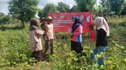 Sentuh Petani Langsung, Hj. Ansari Gencarkan Diversifikasi Pangan