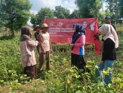 Sentuh Petani Langsung, Hj. Ansari Gencarkan Diversifikasi Pangan